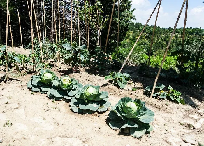 Guest house Le Terre Di Caprano 3*