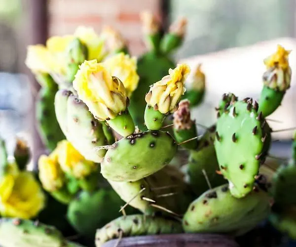 Le Terre Di Caprano Citta di Castello